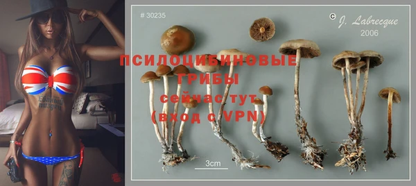 прущие грибы Абинск